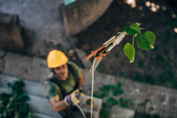 How Our Tree Care Process Works  in Weston Mills, NY